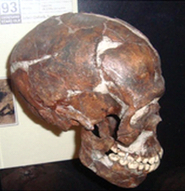 Early Modern Human Skull from Qazfeh Cave in Israel