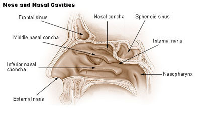 nose